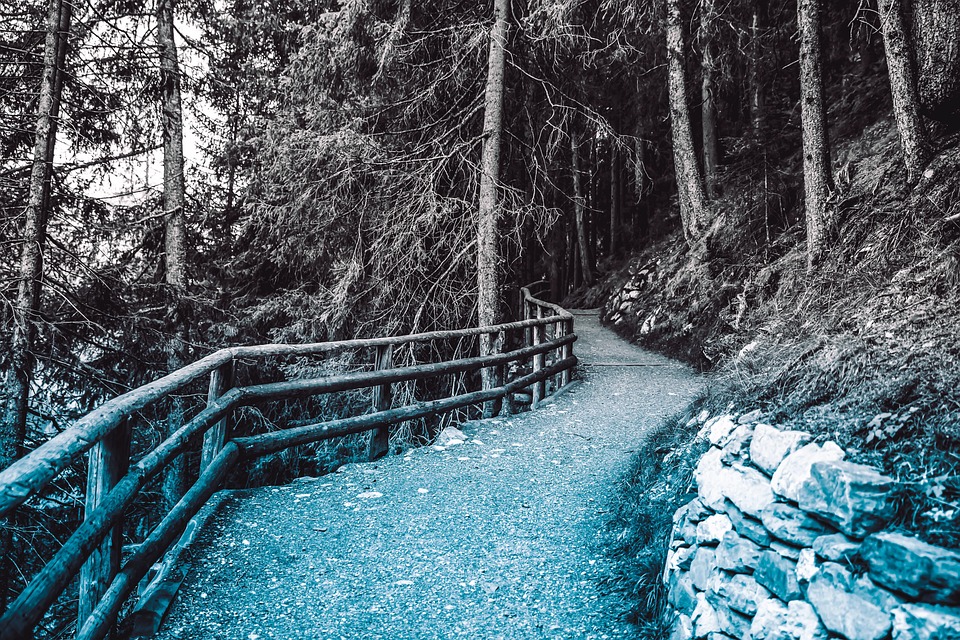 path in the woods